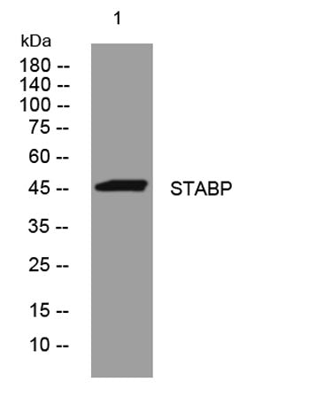STABP rabbit pAb