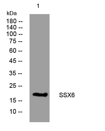 SSX6 rabbit pAb