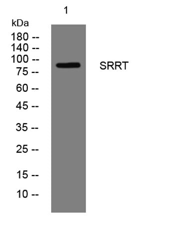 SRRT rabbit pAb