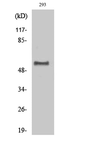 Dok-1 (phospho Tyr362) rabbit pAb
