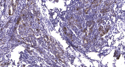 Smad1 (phospho-Ser206)  rabbit pAb