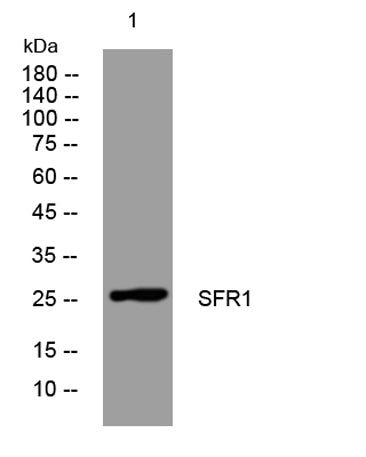 SFR1 rabbit pAb