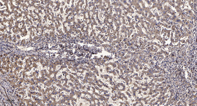 Scribble (phospho-Ser1220)  rabbit pAb