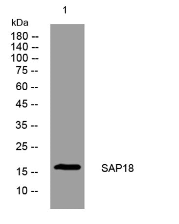 SAP18 rabbit pAb