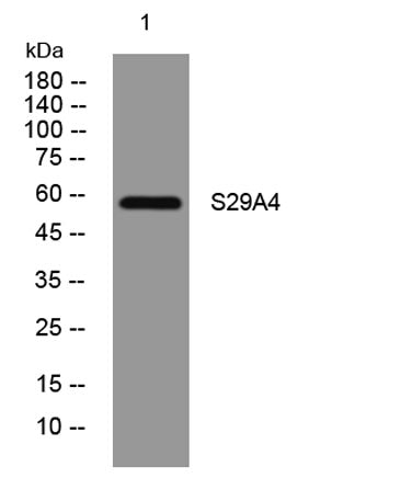 S29A4 rabbit pAb