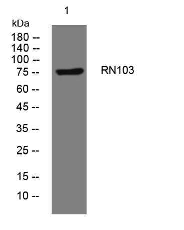 RN103 rabbit pAb