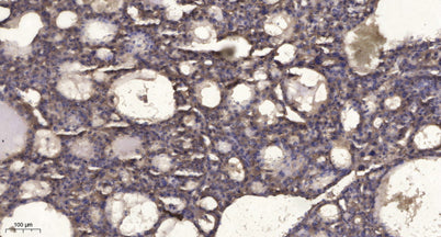 RIP3 (phospho-Ser227)  rabbit pAb