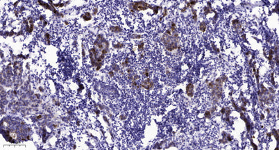 Rad18 (phospho-Ser403)  rabbit pAb