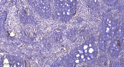 Rad17 (phospho-Ser635)  rabbit pAb