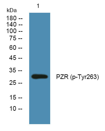 PZR (phospho-Tyr263)  rabbit pAb