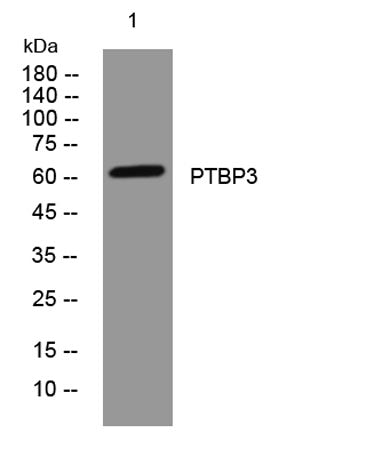 PTBP3 rabbit pAb