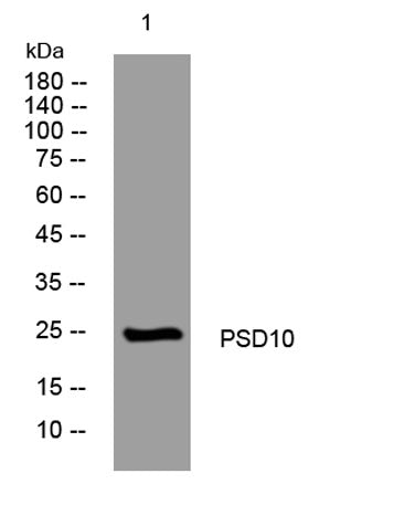 PSD10 rabbit pAb