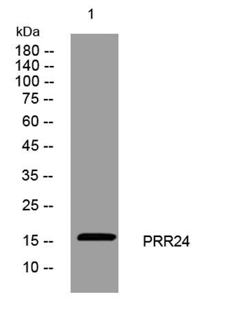 PRR24 rabbit pAb