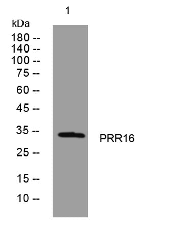 PRR16 rabbit pAb