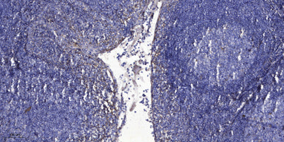 Prokineticin-1  Rabbit pAb