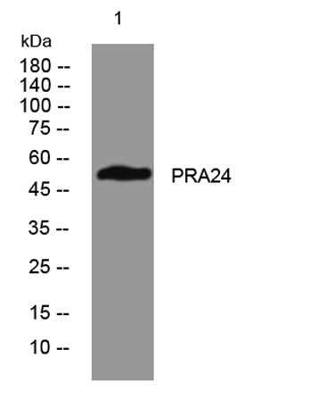 PRA24 rabbit pAb