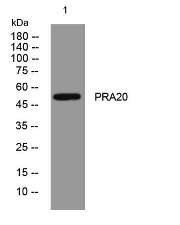 PRA20 rabbit pAb