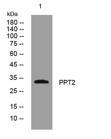 PPT2 rabbit pAb