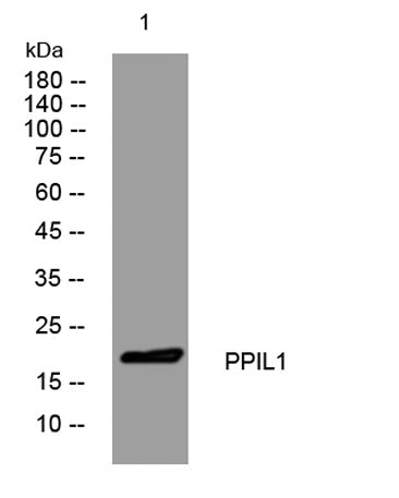 PPIL1 rabbit pAb