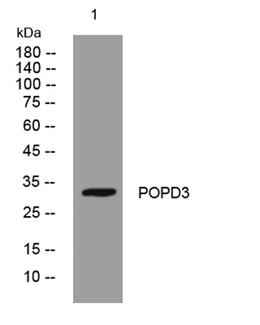 POPD3 rabbit pAb