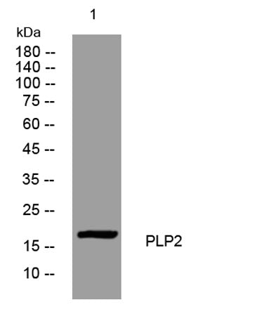 PLP2 rabbit pAb