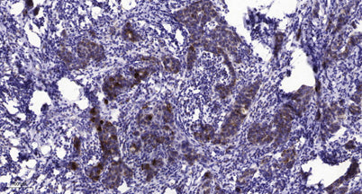 PLCγ1 (phospho-Ser1248)  rabbit pAb