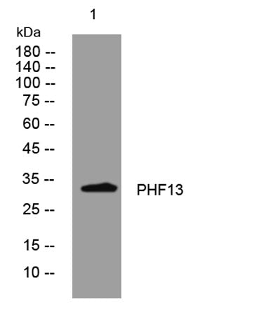 PHF13 rabbit pAb