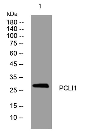 PCLI1 rabbit pAb
