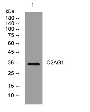 O2AG1 rabbit pAb