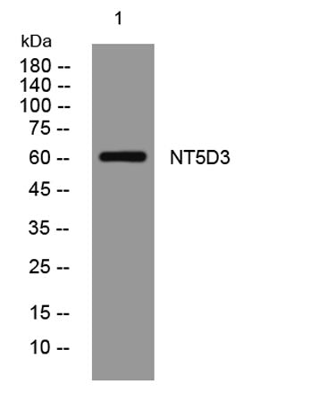 NT5D3 rabbit pAb