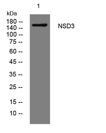 NSD3 rabbit pAb