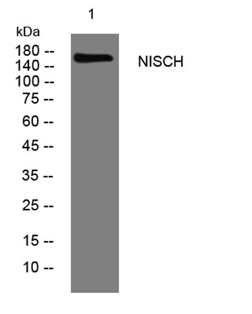 NISCH rabbit pAb