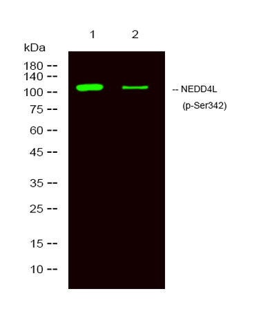 NEDD4L (phospho-Ser342)  rabbit pAb