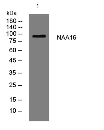 NAA16 rabbit pAb