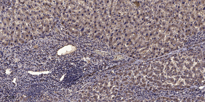Myosin IIa (phospho-Ser1943)  rabbit pAb