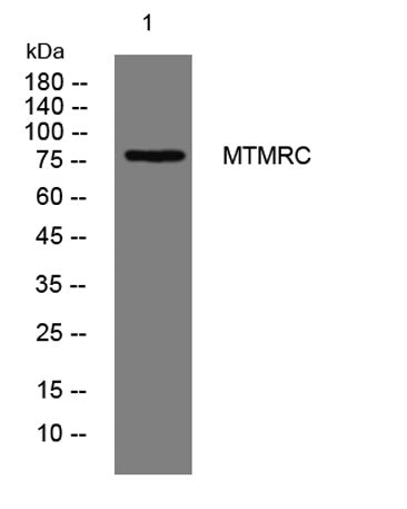 MTMRC rabbit pAb
