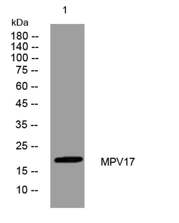 MPV17 rabbit pAb