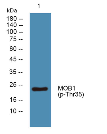 MOB1 (phospho-Thr35)  rabbit pAb