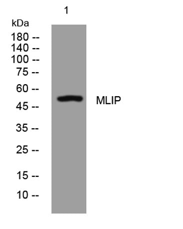 MLIP rabbit pAb