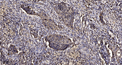 MCM3 (phospho-Ser112)  rabbit pAb
