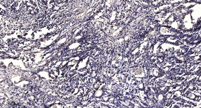 MCM2 (phospho-Ser139)  rabbit pAb
