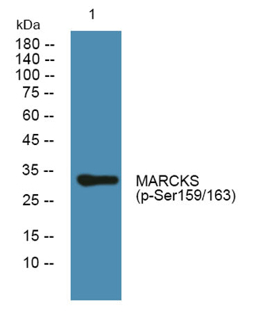 MARCKS (phospho-Ser159/163)  rabbit pAb