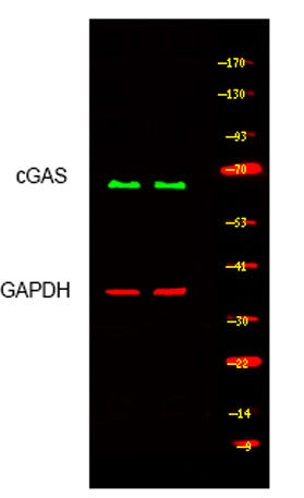 cGAS rabbit pAb