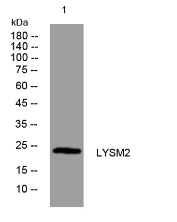 LYSM2 rabbit pAb