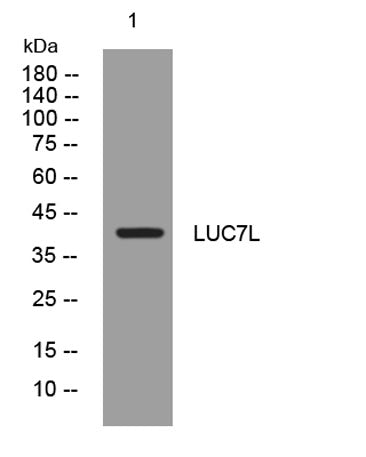 LUC7L rabbit pAb
