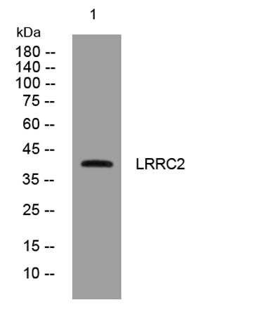 LRRC2 rabbit pAb
