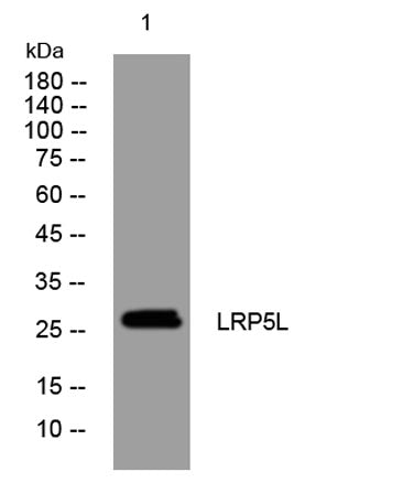 LRP5L rabbit pAb