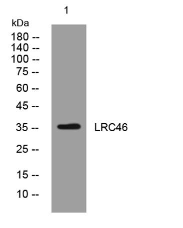LRC46 rabbit pAb