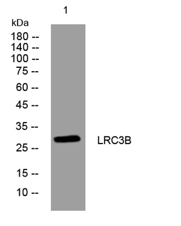 LRC3B rabbit pAb