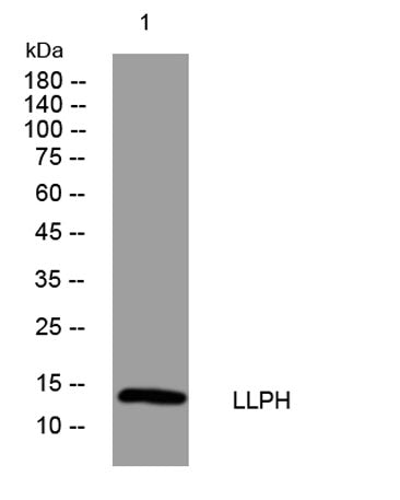 LLPH rabbit pAb